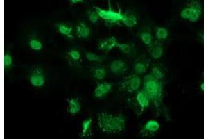 Anti-GSTT2 mouse monoclonal antibody (ABIN2453094) immunofluorescent staining of COS7 cells transiently transfected by pCMV6-ENTRY GSTT2 (RC200040). (GSTT2 anticorps)
