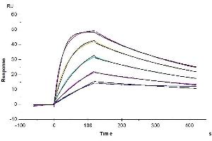 Cynomolgus IL-18 R1, His Tag captured on CM5 Chip via anti-his antibody can bind Human IL-18, No Tag with an affinity constant of 2.