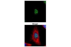 ICC/IF Image Confocal immunofluorescence analysis (Olympus FV10i) of methanol-fixed HeLa, using PCNA, antibody (Green) at 1:500 dilution. (PCNA anticorps)
