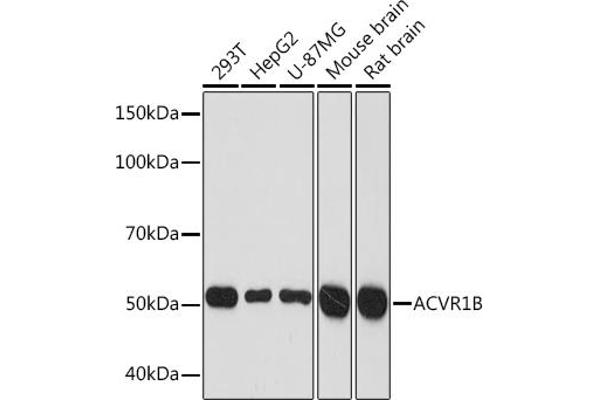 Activin A Receptor Type IB/ALK-4 anticorps
