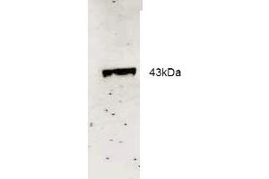 Western blot analysis using Rockland Immunochemical's Affinity Purified anti-Neu2 antibody to detect recombinant His tagged Neu-2 (1. (NEU2 anticorps  (AA 110-124))