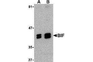 Western blot analysis of BIF in HeLa cell lysate with AP30149PU-N BIF antibody at (A) 1 and (B) 2 μg/ml.