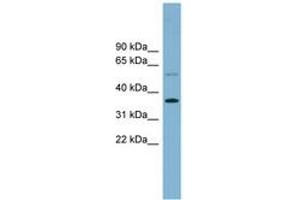 Image no. 1 for anti-phospholipid Scramblase 3 (PLSCR3) (AA 215-264) antibody (ABIN6744189)