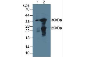 Figure. (GAL4 anticorps  (AA 1-326))