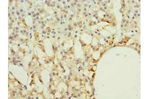 Immunohistochemistry of paraffin-embedded human adrenal gland tissue using ABIN7167298 at dilution of 1:100 (RAB33A anticorps  (AA 1-237))