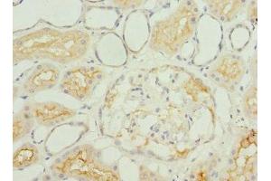 Immunohistochemistry of paraffin-embedded human kidney tissue using ABIN7156326 at dilution of 1:100 (IGFL3 anticorps  (AA 25-125))