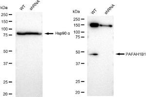 Western blotting analysis using PAFAH1B1 antibody (ABIN7799849).