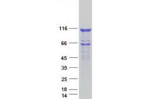 Validation with Western Blot