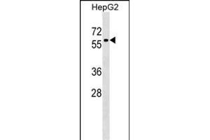 ZN Antibody (Center) (ABIN1537958 and ABIN2849450) western blot analysis in HepG2 cell line lysates (35 μg/lane). (ZNF419 anticorps  (AA 176-202))