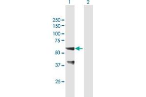 Western Blot analysis of SNX25 expression in transfected 293T cell line by SNX25 MaxPab polyclonal antibody. (SNX25 anticorps  (AA 1-483))