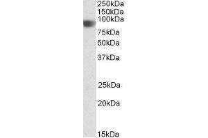 ABIN2564175 (0. (NOD1 anticorps  (C-Term))