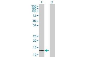 Western Blot analysis of POLR3K expression in transfected 293T cell line ( H00051728-T01 ) by POLR3K MaxPab polyclonal antibody.