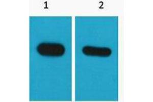 Western Blotting (WB) image for anti-CBP Tag antibody (ABIN3178679) (CBP Tag anticorps)