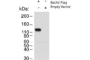 Western Blot of Rabbit anti-Bach2 antibody. (BACH2 anticorps  (N-Term))