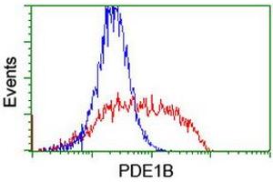 HEK293T cells transfected with either RC206588 overexpress plasmid (Red) or empty vector control plasmid (Blue) were immunostained by anti-PDE1B antibody (ABIN2454884), and then analyzed by flow cytometry. (PDE1B anticorps)
