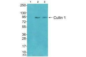 Western blot analysis of extracts from CoLo cells (Lane 2) and 3T3 cells (Lane 3), using Cullin 1 antiobdy. (Cullin 1 anticorps)