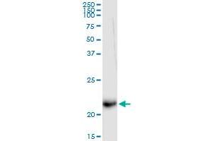 Immunoprecipitation of IFNA5 transfected lysate using anti-IFNA5 MaxPab rabbit polyclonal antibody and Protein A Magnetic Bead , and immunoblotted with IFNA5 purified MaxPab mouse polyclonal antibody (B01P) .