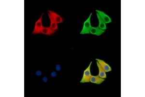 ABIN7096009 and ABIN7100071 staining Hela cells by IF/ICC.