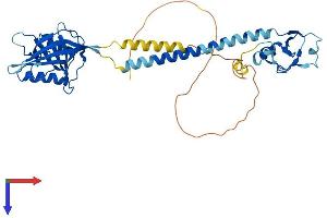 AlphaFold protein structure predicition of Mouse Recombinant Rnf133 Protein, UniprotID Q14B02
