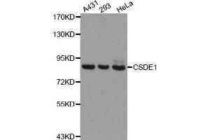 Western Blotting (WB) image for anti-Cold Shock Domain Containing E1, RNA-Binding (CDSE1) antibody (ABIN1876970) (CDSE1 anticorps)
