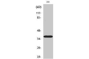 Western Blotting (WB) image for anti-Hydroxysteroid (17-Beta) Dehydrogenase 11 (HSD17B11) (Internal Region) antibody (ABIN3183086)