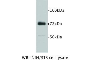 Image no. 1 for anti-Prostaglandin-Endoperoxide Synthase 1 (Prostaglandin G/H Synthase and Cyclooxygenase) (PTGS1) antibody (ABIN1112875)