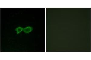 Immunofluorescence (IF) image for anti-Olfactory Receptor, Family 13, Subfamily C, Member 4 (OR13C4) (AA 201-250) antibody (ABIN2890920) (OR13C4 anticorps  (AA 201-250))