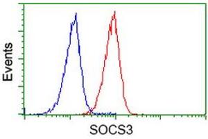Image no. 2 for anti-Suppressor of Cytokine Signaling 3 (SOCS3) antibody (ABIN1501057) (SOCS3 anticorps)