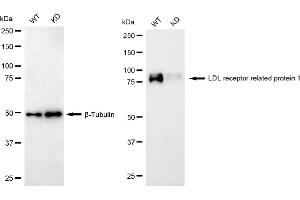 Western blotting analysis using LDL receptor related protein 1 antibody (ABIN7799281).