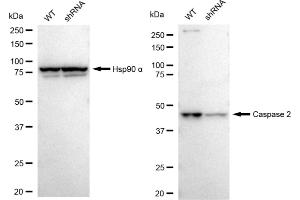 Western blotting analysis using Caspase 2 antibody (ABIN7797890).
