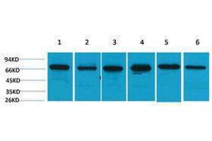 Western Blotting (WB) image for anti-Heat Shock 70kDa Protein 8 (HSPA8) antibody (ABIN3181508) (Hsc70 anticorps)