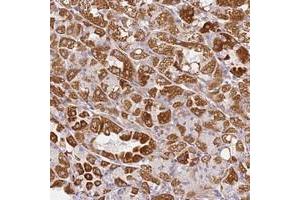 Immunohistochemical staining of human stomach with DEFB116 polyclonal antibody  shows strong cytoplasmic positivity in glandular cells at 1:50-1:200 dilution. (DEFB116 anticorps)