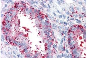 Anti-ENTPD2 antibody  ABIN960772 IHC staining of human uterus. (ENTPD2 anticorps  (Internal Region))