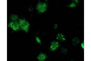 Immunofluorescence (IF) image for anti-Ankyrin Repeat Domain 53 (ANKRD53) (AA 1-300) antibody (ABIN1490722) (ANKRD53 anticorps  (AA 1-300))