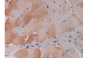 IHC-P analysis of Mouse Skeletal muscle Tissue, with DAB staining. (Profilin 3 anticorps  (AA 1-132))