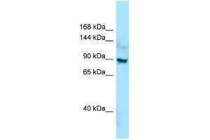 WB Suggested Anti-LRRC7 Antibody Titration: 1.