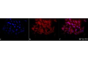 Immunocytochemistry/Immunofluorescence analysis using Rabbit Anti-Hsp27 Polyclonal Antibody (ABIN1027725 and ABIN1027726). (HSP27 anticorps)