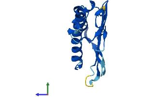 AlphaFold protein structure predicition of Mouse Recombinant Magoh Protein, UniprotID P61327