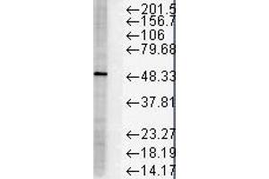 FKBP51 HS Hela 10ug 1 in 1000 Western Blotting copy. (FKBP5 anticorps)