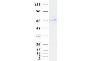 Validation with Western Blot