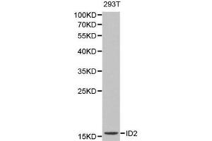 Western blot analysis of 293T cell lysate using ID2 antibody.