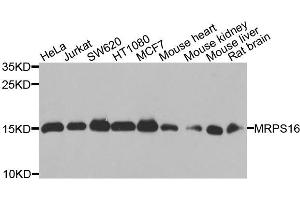 Western blot analysis of extracts of various cells, using MRPS16 antibody. (MRPS16 anticorps)