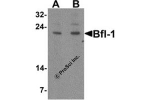 Western Blotting (WB) image for anti-BCL2-Related Protein A1 (BCL2A1) (N-Term) antibody (ABIN1031273)