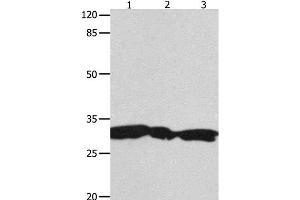Western Blot analysis of Hela, 293T and Jurkat cell using YWHAG Polyclonal Antibody at dilution of 1:1800 (14-3-3 gamma anticorps)
