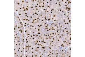 Immunohistochemistry of paraffin-embedded mouse pancreas using G Rabbit mAb (ABIN7267359) at dilution of 1:100 (40x lens).