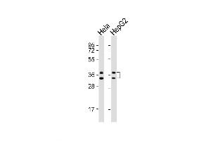 Western Blot at 1:1000 dilution Lane 1: Hela whole cell lysates Lane 2: HepG2 whole cell lysates Lysates/proteins at 20 ug per lane. (HNRNPA1 anticorps  (C-Term))