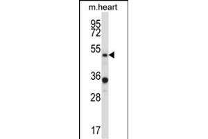 PIAS4 Antibody (N-term) (ABIN657934 and ABIN2846878) western blot analysis in mouse heart tissue lysates (35 μg/lane).