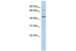 USP12 antibody used at 1 ug/ml to detect target protein. (USP12 anticorps  (Middle Region))