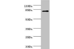 Western blot All lanes: DPP3 antibody at 1. (DPP3 anticorps  (AA 1-280))