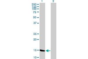 Western Blot analysis of MGST2 expression in transfected 293T cell line by MGST2 MaxPab polyclonal antibody.